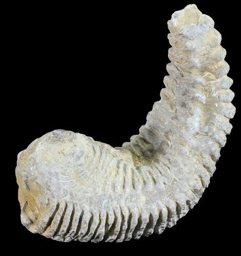 Cretaceous Fossil Oyster (Rastellum) - Madagascar #54413